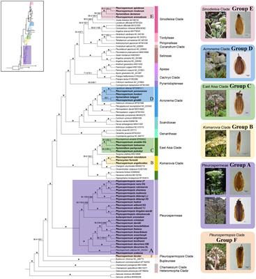 Backbone phylogeny and adaptive evolution of Pleurospermum s. l.: New insights from phylogenomic analyses of complete plastome data